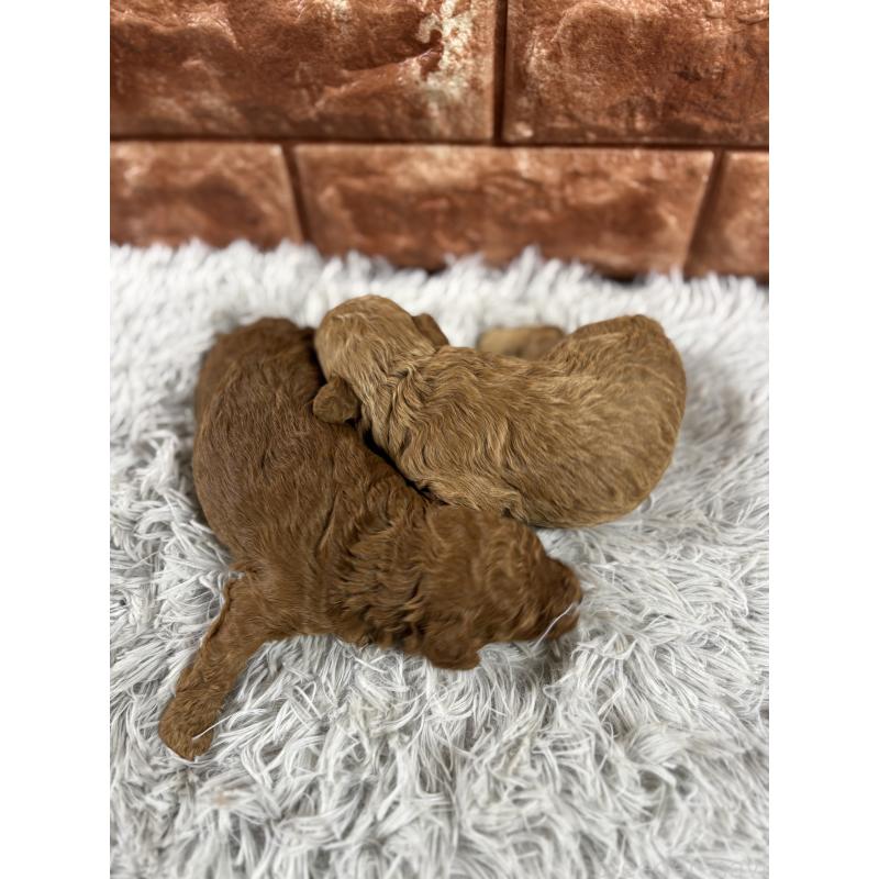 成約済の沖縄県のトイプードル-439723の5枚目