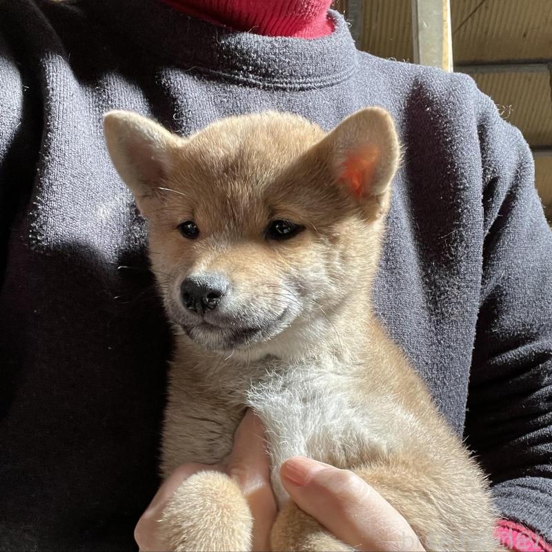 成約済の静岡県の柴犬-441755の1枚目