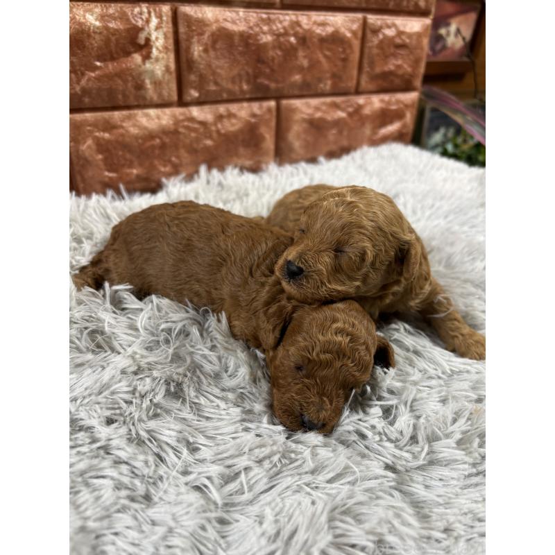 販売中の沖縄県のトイプードル-439719の5枚目