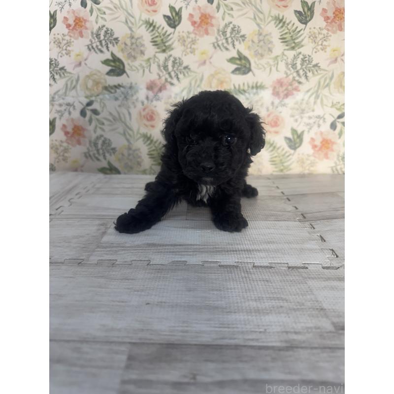 販売中の神奈川県のトイプードル-441758の3枚目