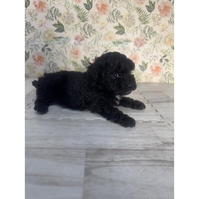 販売中の神奈川県のトイプードル-441758の2枚目