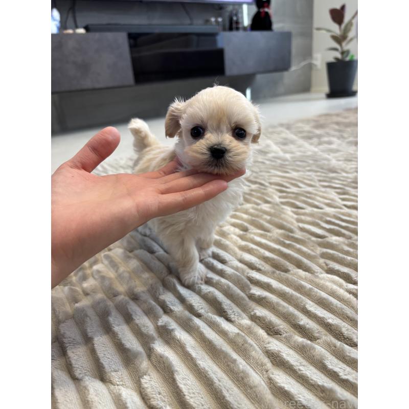 販売中の愛知県のマルプー:マルチーズ×トイプードル-441759の5枚目