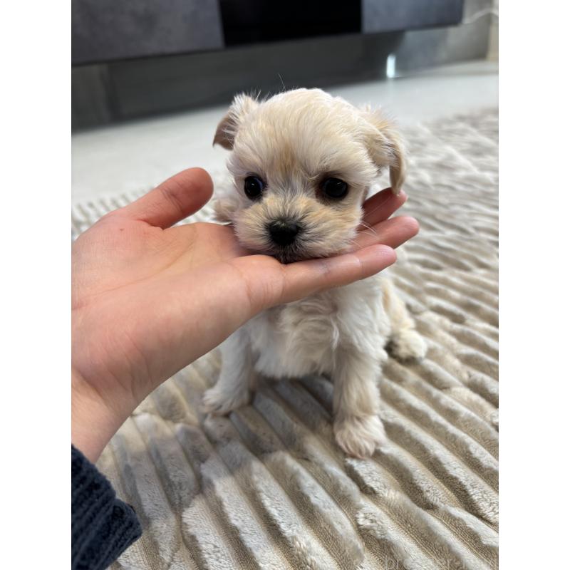 販売中の愛知県のマルプー:マルチーズ×トイプードル-441759の4枚目