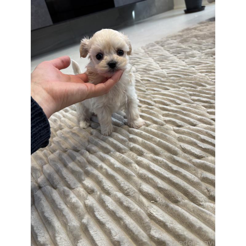 販売中の愛知県のマルプー:マルチーズ×トイプードル-441759の3枚目