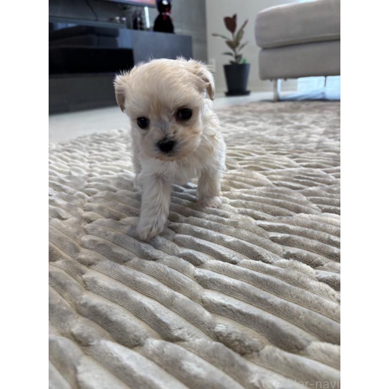 販売中の愛知県のマルプー:マルチーズ×トイプードル-441759の2枚目