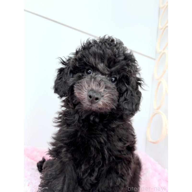 販売中の神奈川県のトイプードル-441757