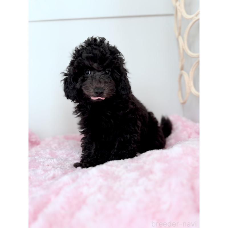 販売中の神奈川県のトイプードル-441757の13枚目