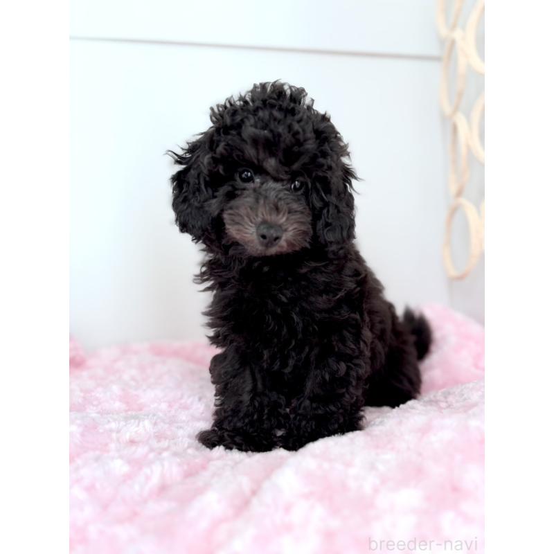 販売中の神奈川県のトイプードル-441757の12枚目