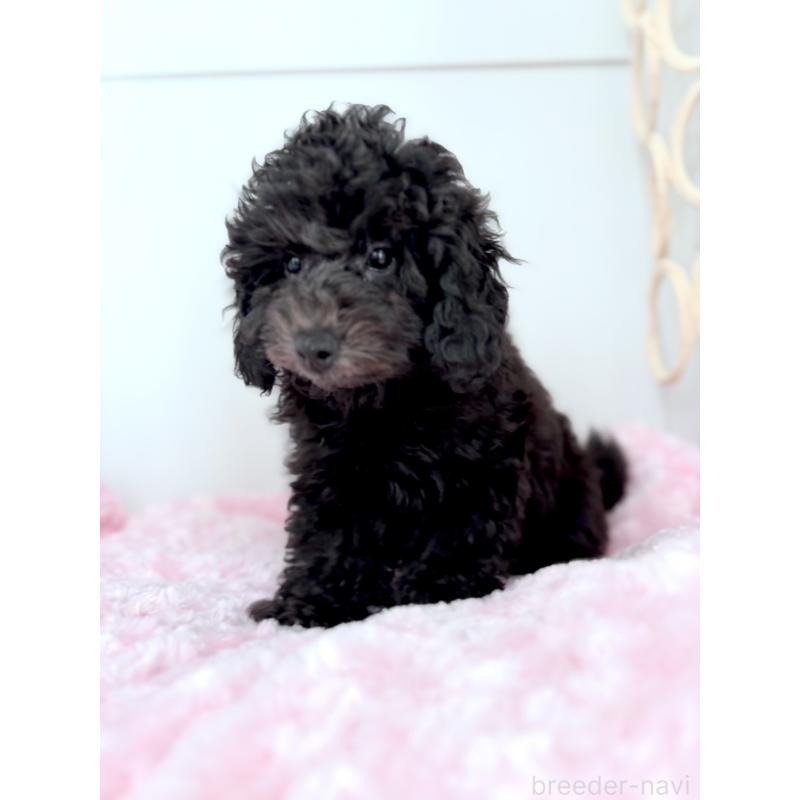 販売中の神奈川県のトイプードル-441757の11枚目