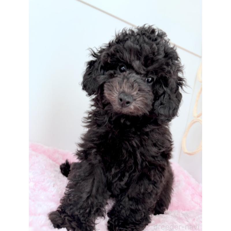 販売中の神奈川県のトイプードル-441757の10枚目