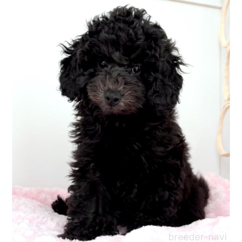 販売中の神奈川県のトイプードル-441757の9枚目