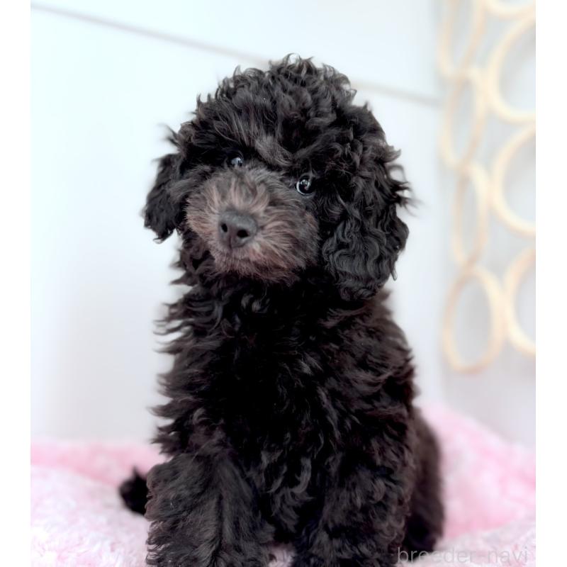 販売中の神奈川県のトイプードル-441757の8枚目