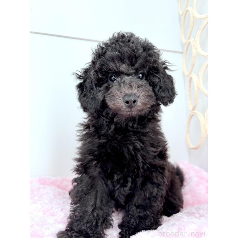 販売中の神奈川県のトイプードル-441757の7枚目