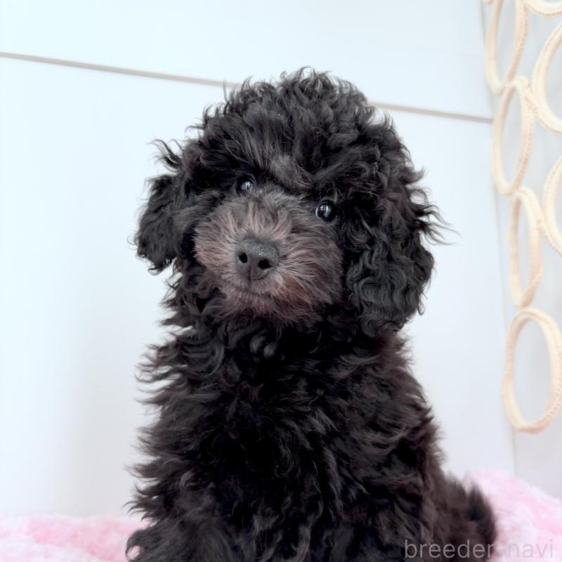 販売中の神奈川県のトイプードル-441757の6枚目