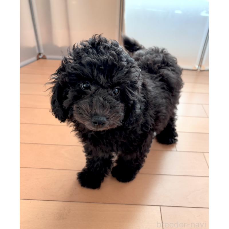 販売中の神奈川県のトイプードル-441757の5枚目