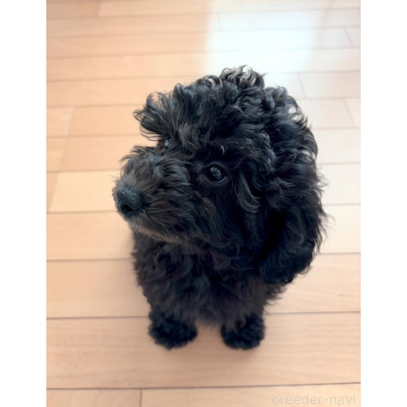 販売中の神奈川県のトイプードル-441757の4枚目