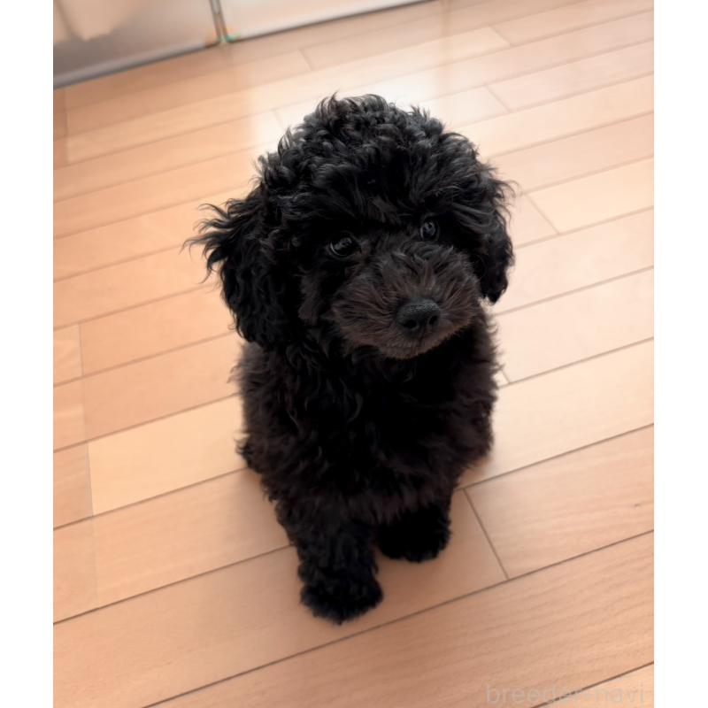 販売中の神奈川県のトイプードル-441757の3枚目