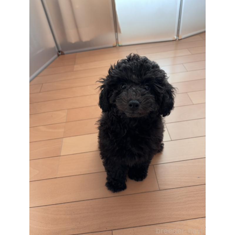 販売中の神奈川県のトイプードル-441757の2枚目