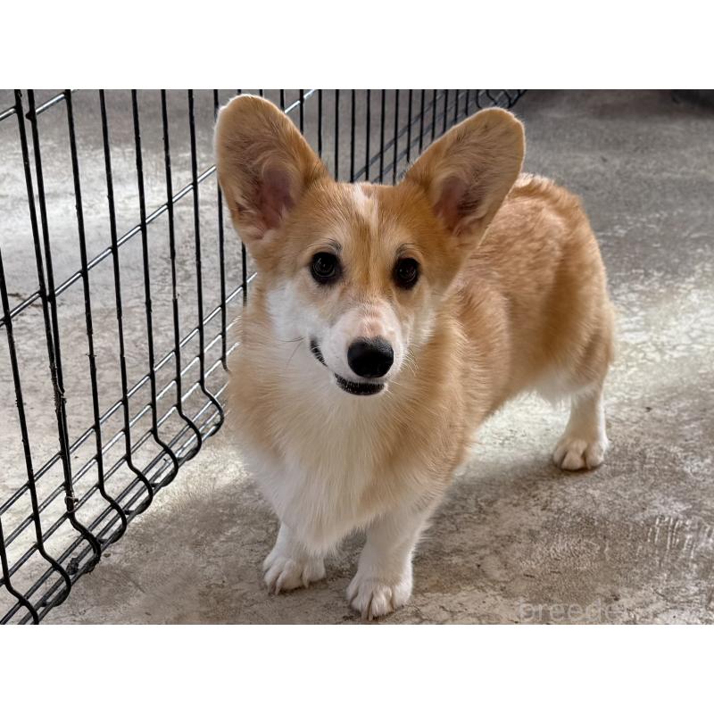 販売中の岡山県のウェルシュコーギーペンブローク-425408の4枚目