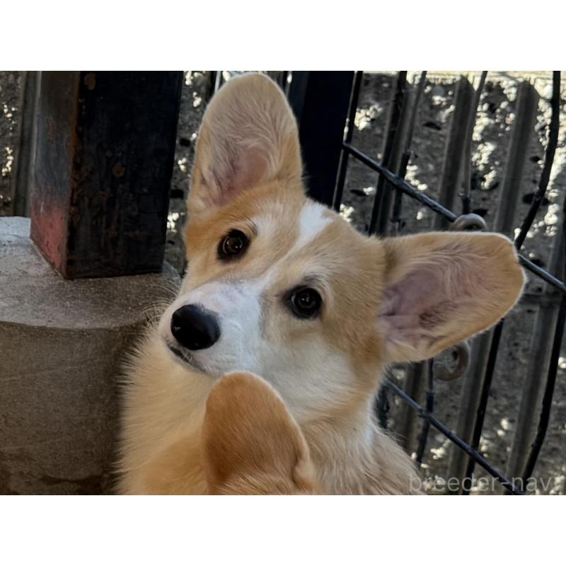 販売中の岡山県のウェルシュコーギーペンブローク-425408の3枚目