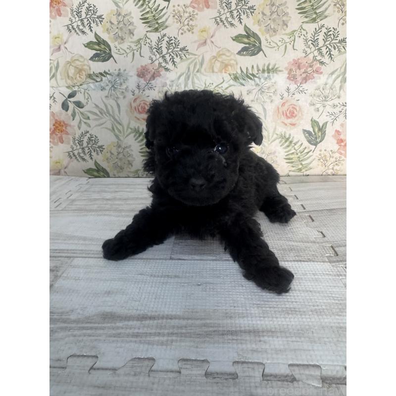 販売中の神奈川県のトイプードル-441760の4枚目