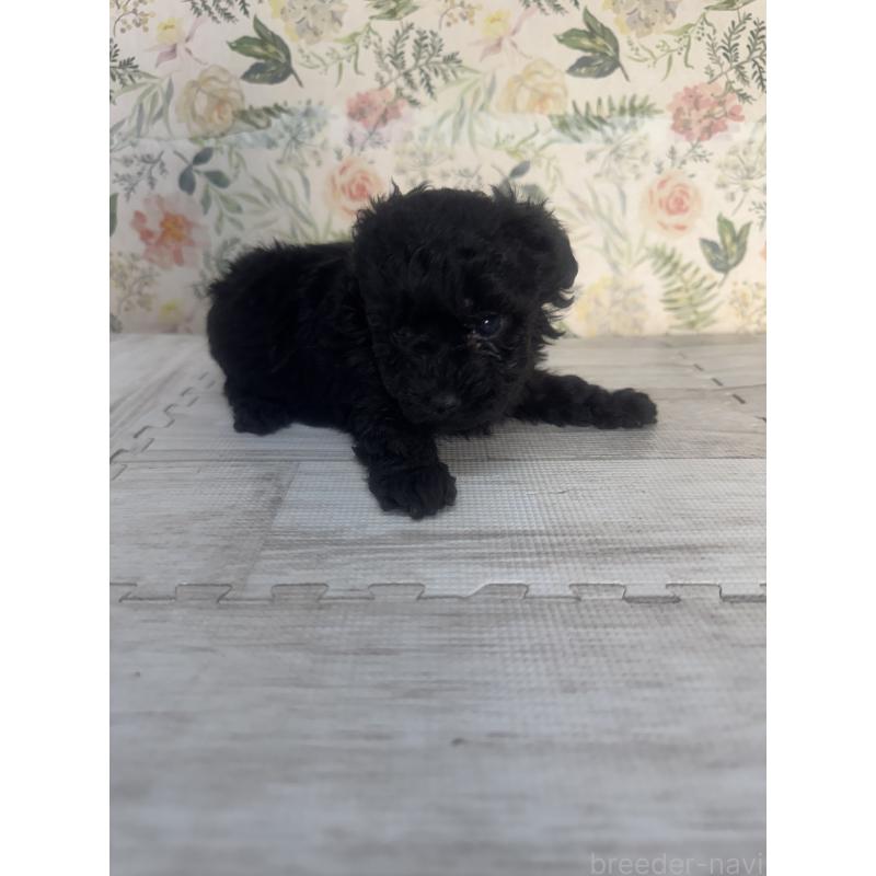 販売中の神奈川県のトイプードル-441760の3枚目