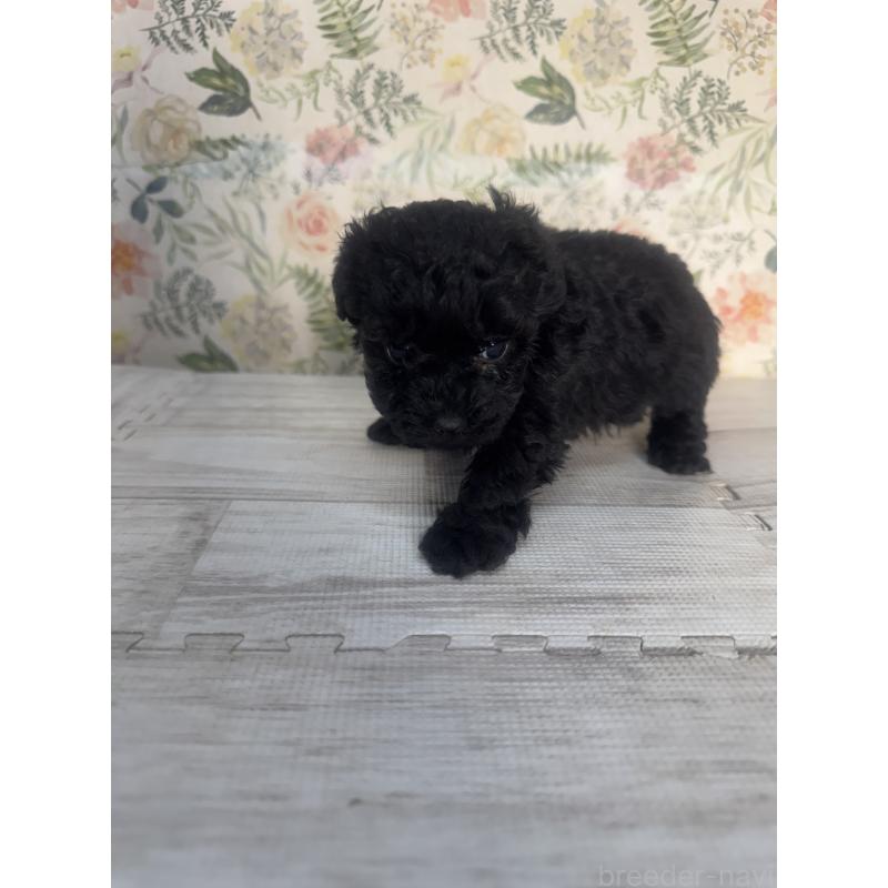 販売中の神奈川県のトイプードル-441760の2枚目