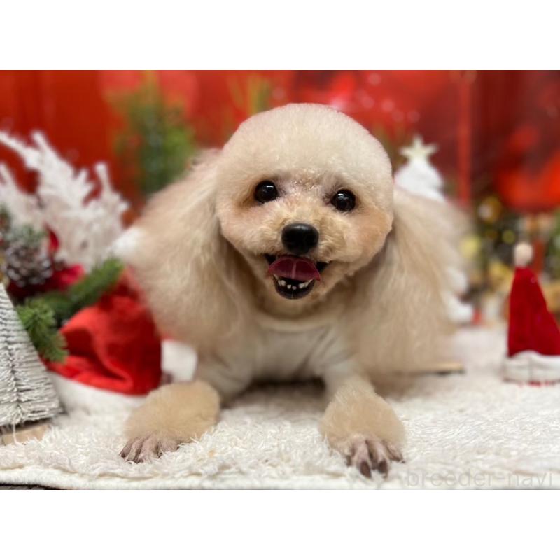 販売中の山形県のトイプードル-441763の2枚目