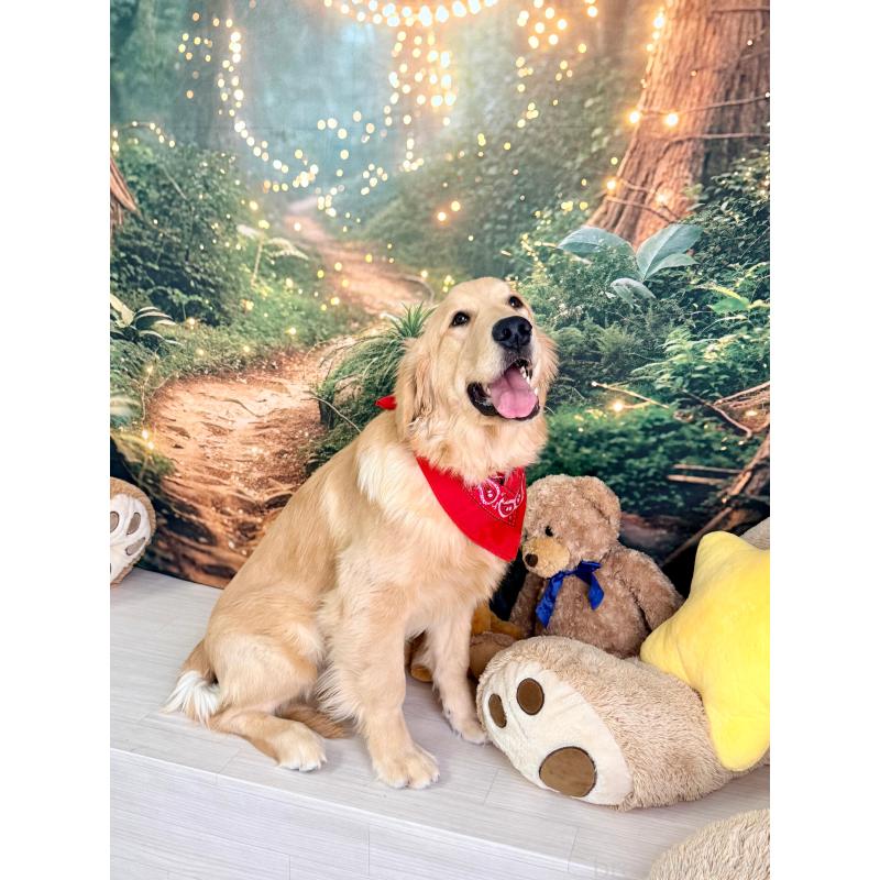 販売中の静岡県のゴールデンレトリーバー-441762の3枚目