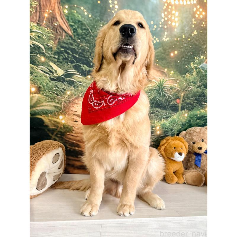 販売中の静岡県のゴールデンレトリーバー-441762の2枚目