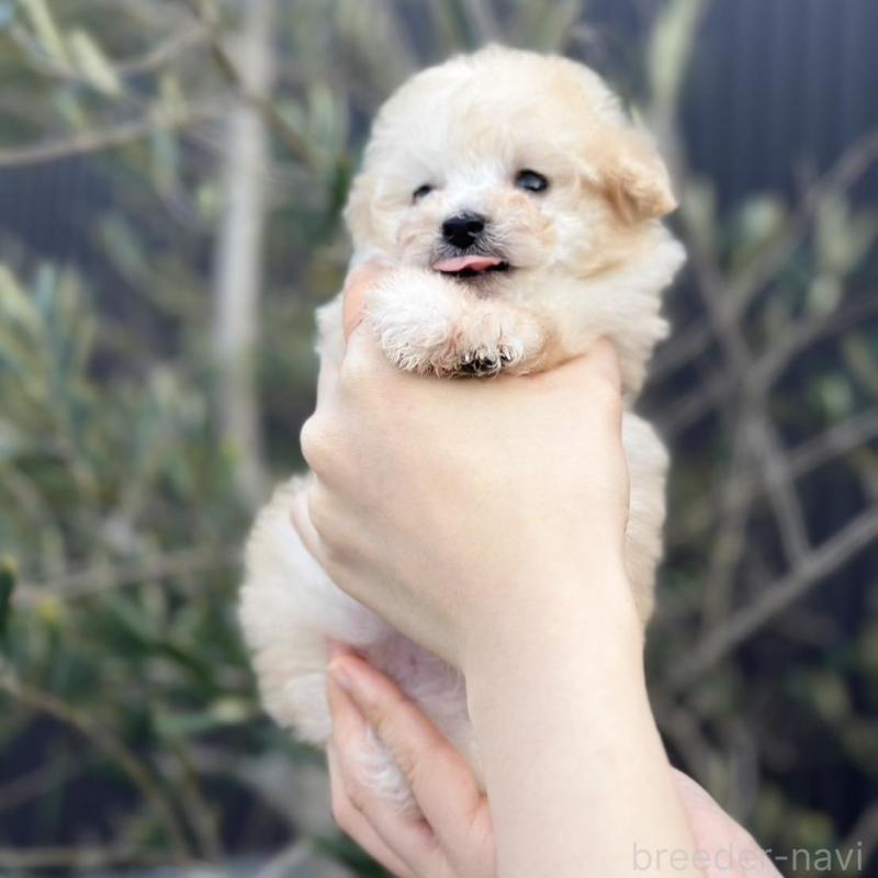 販売中の岡山県のティーカッププードル-441761の7枚目