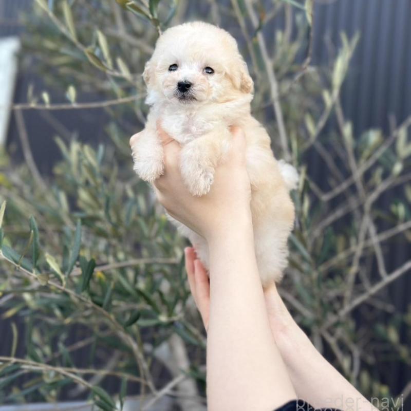 販売中の岡山県のティーカッププードル-441761の6枚目