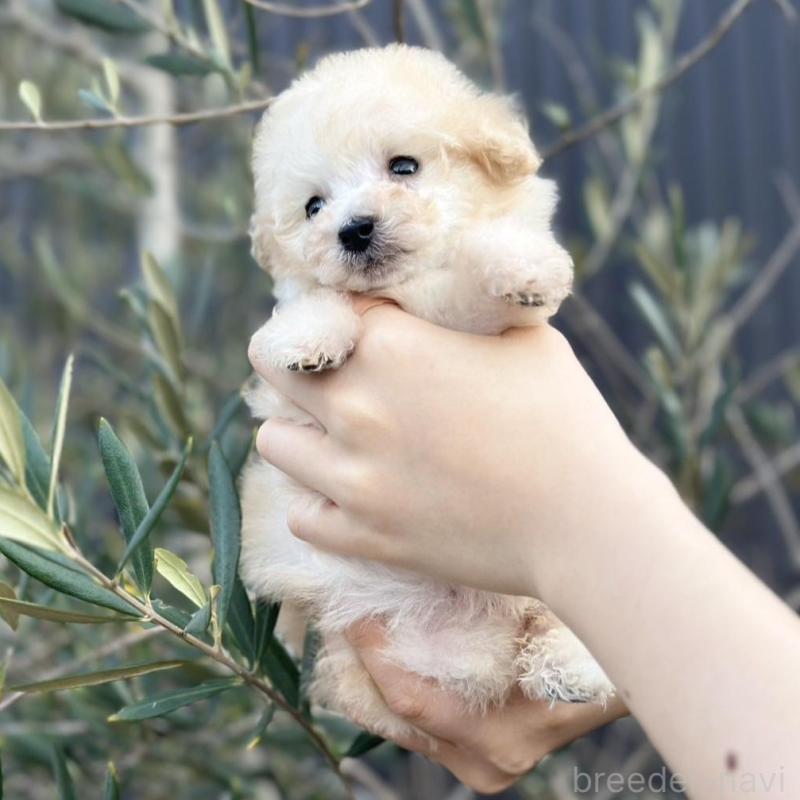 販売中の岡山県のティーカッププードル-441761の5枚目