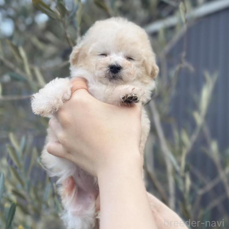 販売中の岡山県のティーカッププードル-441761の4枚目