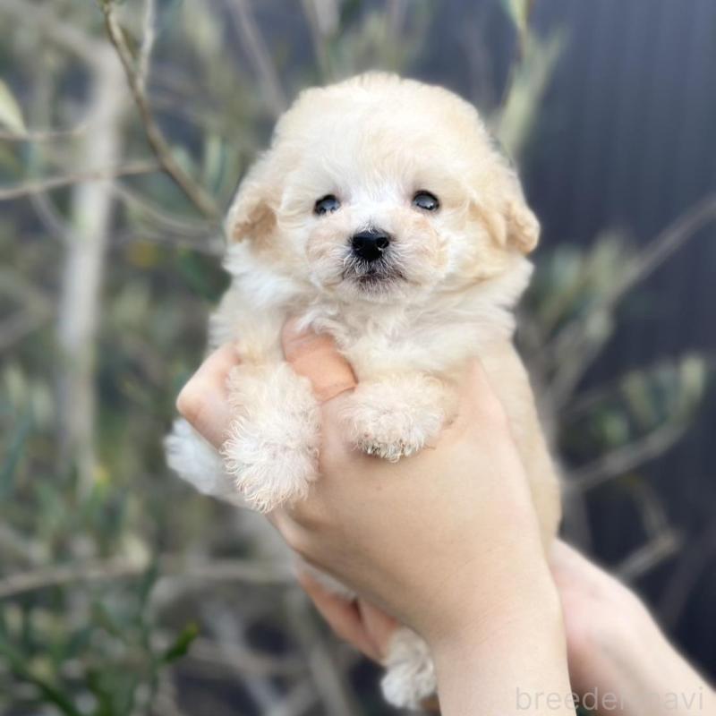 販売中の岡山県のティーカッププードル-441761の3枚目