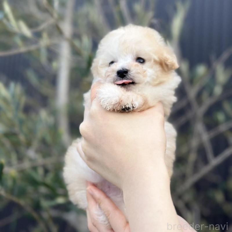 販売中の岡山県のティーカッププードル-441761の2枚目