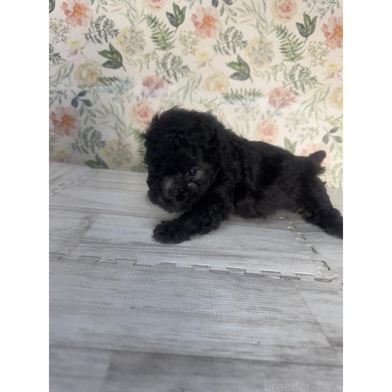 販売中の神奈川県のトイプードル-441766の3枚目