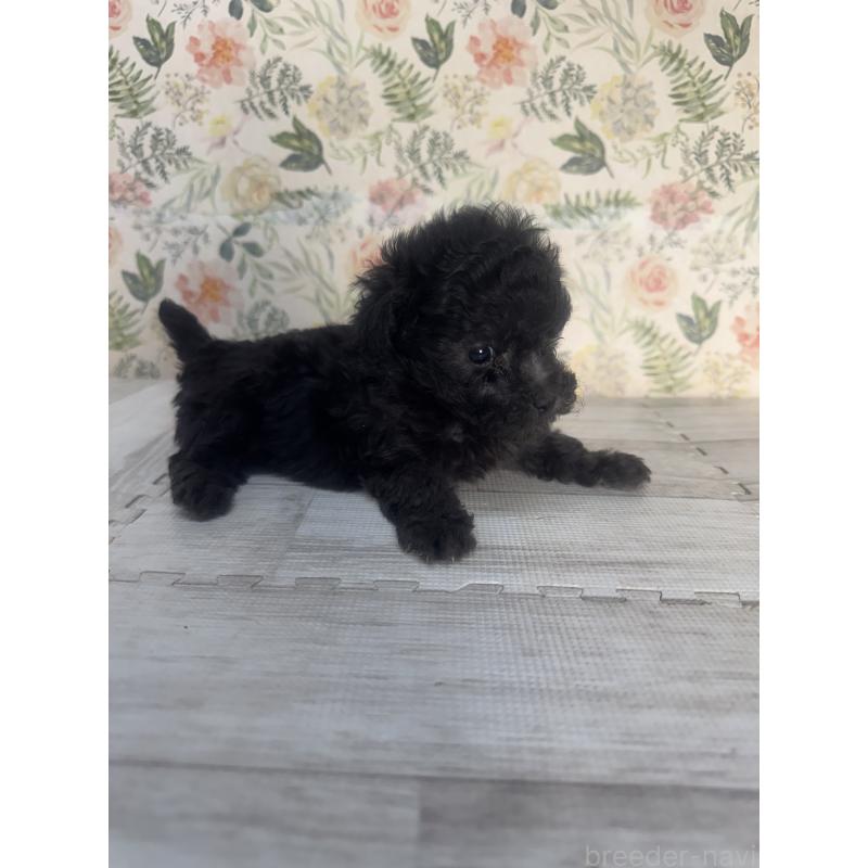 販売中の神奈川県のトイプードル-441766の2枚目