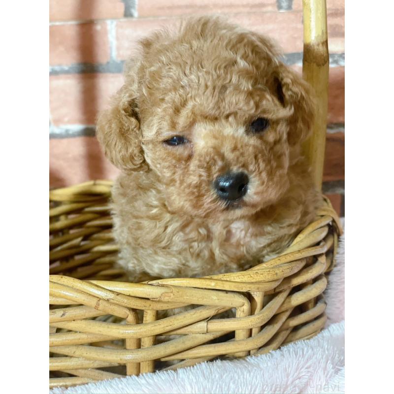 販売中の千葉県のタイニープードル-441765の6枚目