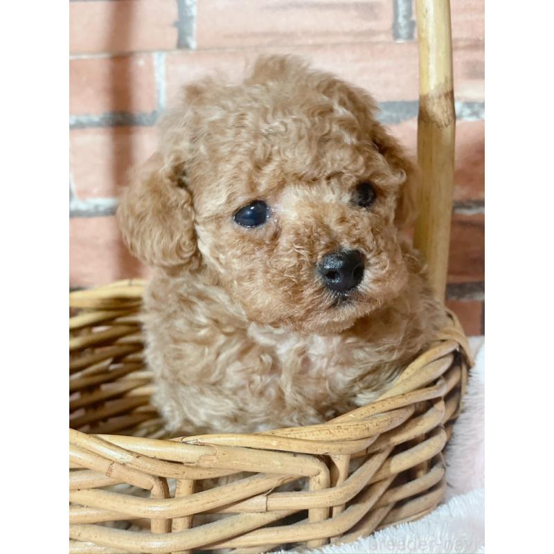 販売中の千葉県のタイニープードル-441765の5枚目