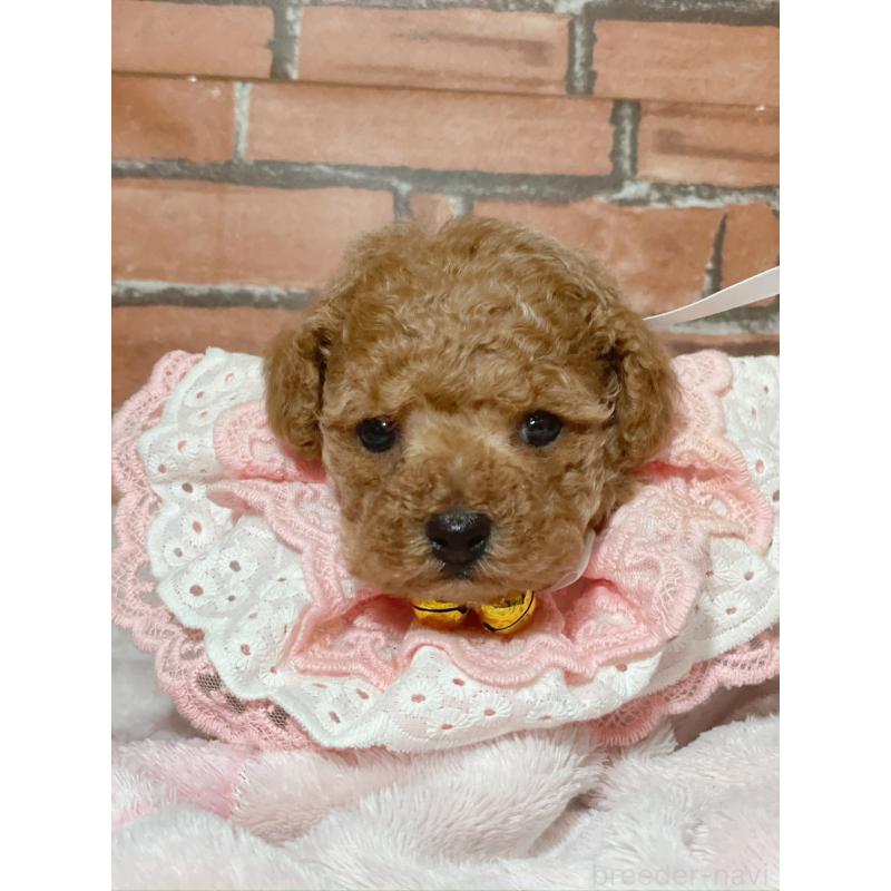 販売中の千葉県のタイニープードル-441765の4枚目