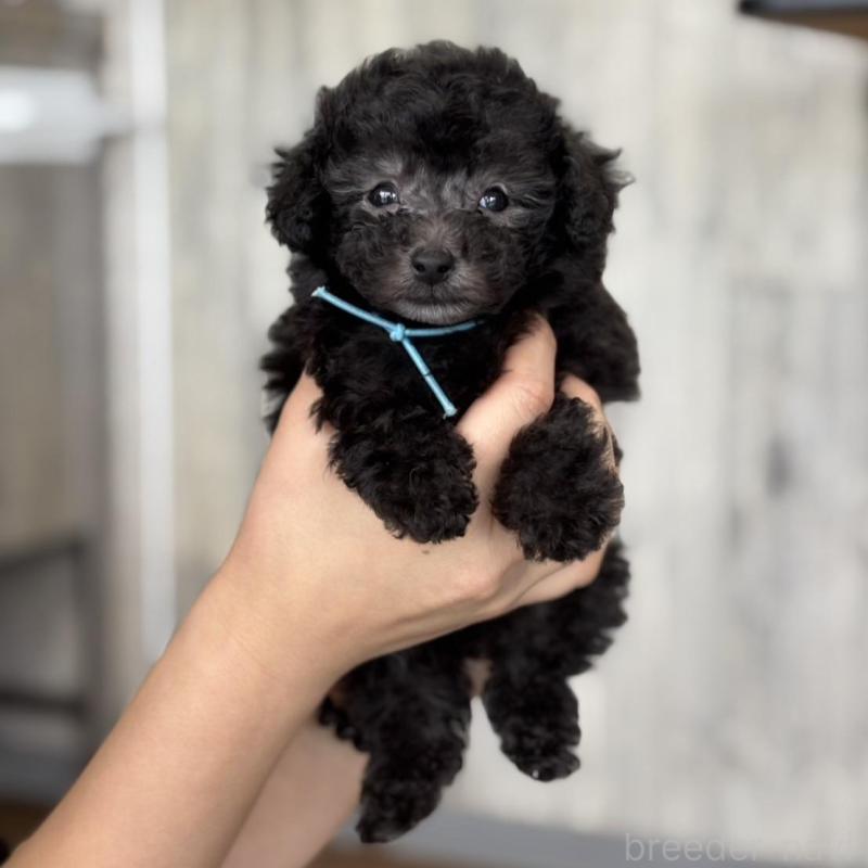 販売中の岡山県のタイニープードル-441764の6枚目