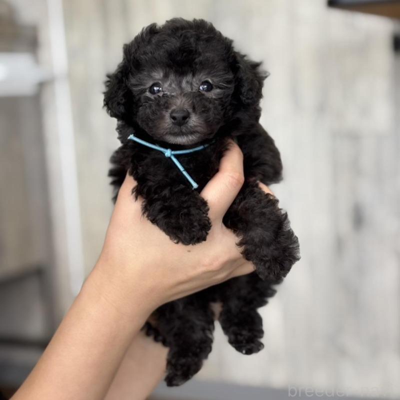 販売中の岡山県のタイニープードル-441764の5枚目