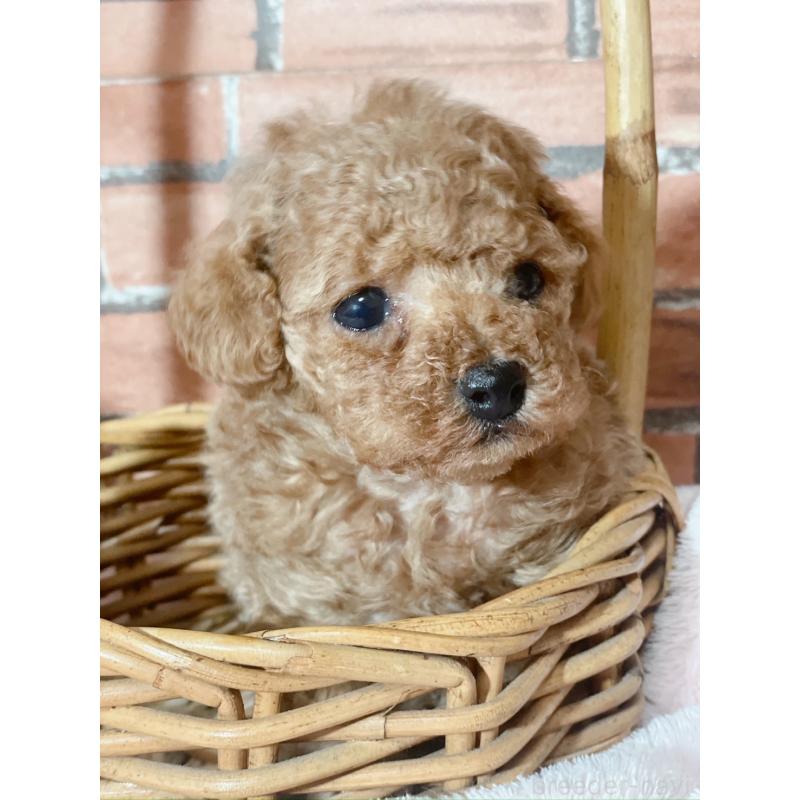 販売中の千葉県のタイニープードル-441765の2枚目