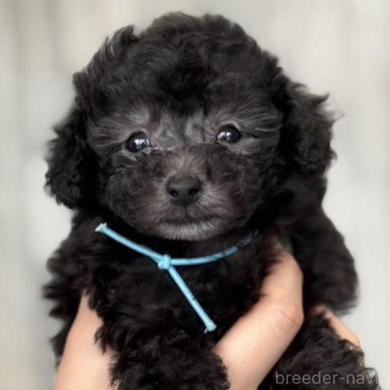 販売中の岡山県のタイニープードル-441764の1枚目