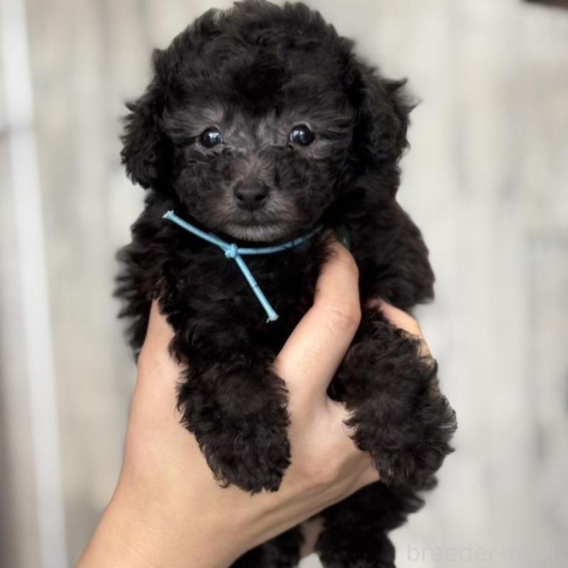 販売中の岡山県のタイニープードル-441764の4枚目