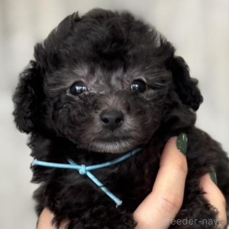 販売中の岡山県のタイニープードル-441764の3枚目