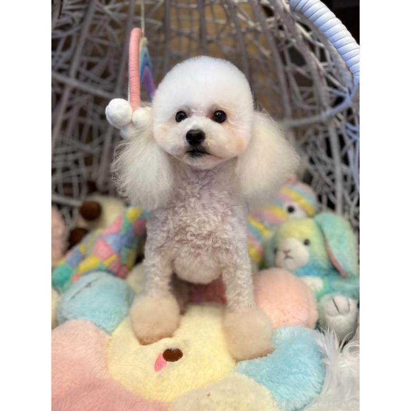 販売中の山形県のトイプードル-441767の3枚目