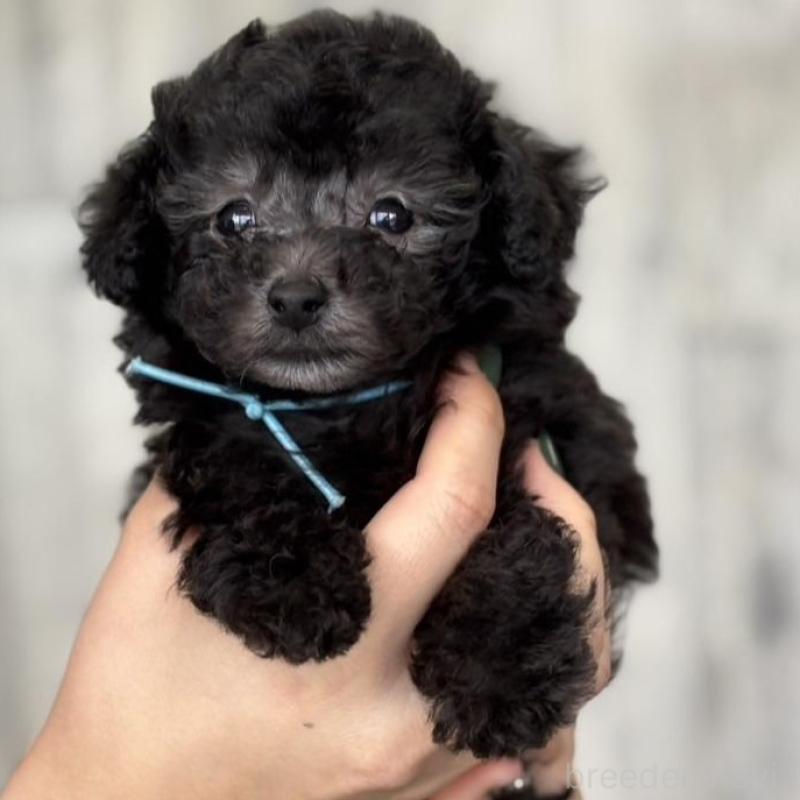 販売中の岡山県のタイニープードル-441764の2枚目