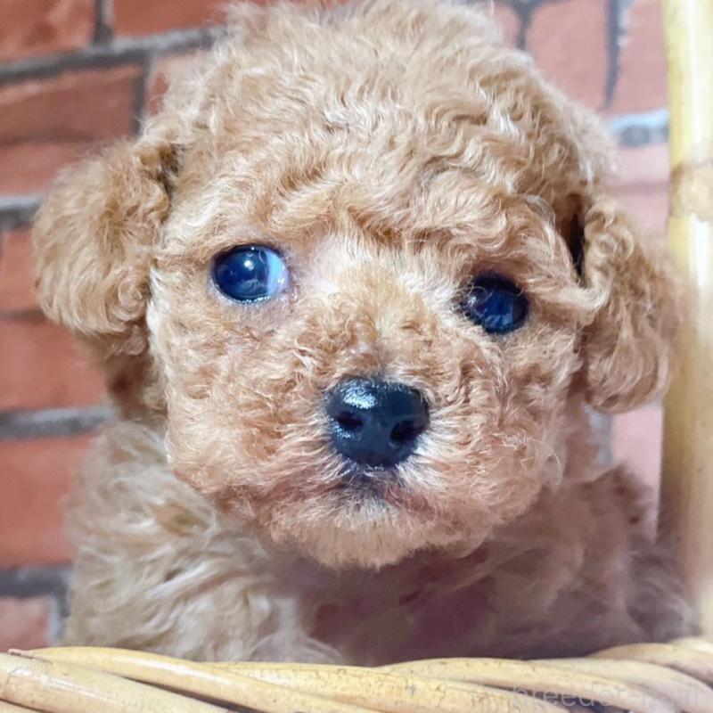 販売中の千葉県のタイニープードル-441765